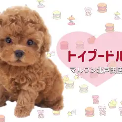 【 トイプードル 】歩くぬいぐるみ！？おっとりすぎのテディベア！