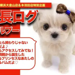 【 マルプーちゃんの成長アルバム 】ミラクルプリンセスマルプーちゃんの成長記!!