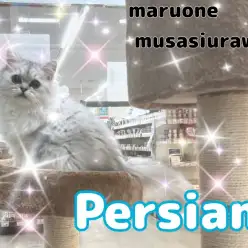 【 ペルシャ 】成長記録!生後5ヶ月を過ぎ甘えん坊へ成長中なペルシャくん!