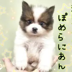 【 ポメラニアン 】こんなポメを待ってました！激レアカラーのちびっこポメ！