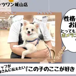 【 ポメラニアン 】スタッフが伝えたい『この子のここが好き！』