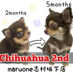 【 チワワ 】チョコタンちゃんが生後5か月に成長！新しいことに日々チャレンジ中♪