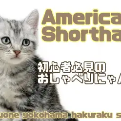 【 アメリカンショートヘア 】超甘えん坊！初心者必見な王道にゃんこ