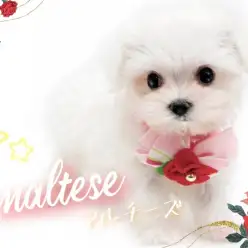 【 マルチーズ 】純白の貴公子が降臨!笑顔溢れる愛嬌たっぷりのマルちゃん