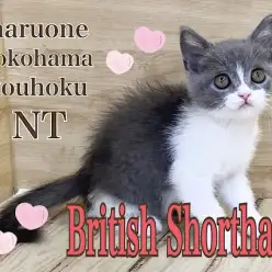 【 ブリティッシュショートヘア 】個性的なカラーが可愛い女の子