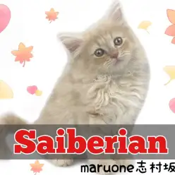 【 サイベリアン 】賢く、甘えん坊で懐っこい性格のサイベリアンくんがやってきた！