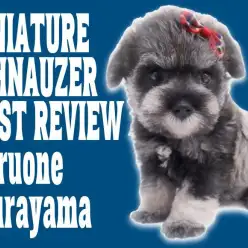 【 ミニチュアシュナウザー 】ビーナス降臨！ソルト＆ペッパー女の子の全体像を解説