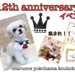 【 お知らせ 】祝港北NT店12周年イベントやっちゃいます！実家に遊びにきてね