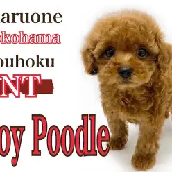 【 トイ・プードル 】濃厚レッドカラーのタレ目がかわいい男の子