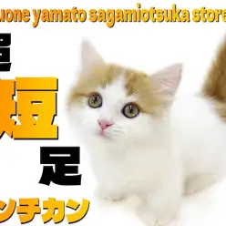 【 マンチカン 】僅か数cmの超短足ボディ！懐っこい癒し系にゃんこをご紹介！