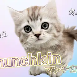 【 マンチカン 】短足!長毛!美しきシルバーカラーの希少マンチカン