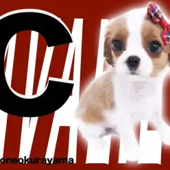 【 キャバリア 】元気一発の小顔美人！ブレンハイムの女の子が新横浜に登場！