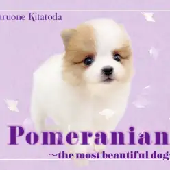 【 ポメラニアン 】美しき秋カラー！天使級のポメラニアン降臨！