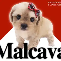 【 MIX 】マルチーズ×キャバリアの大人気コンビから誕生したマルキャバ！