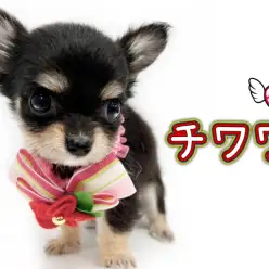 【 チワワ 】濃いタンの模様が素晴らしい！友好的でマイペースな極小チワワちゃん