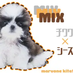 【 MIX チワワ×シーズー】MIXしか勝たん！いいとこどりのわんこ