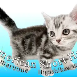 【 アメリカンショートヘア 】初心者さん必見!昔から愛され続ける魅力をご紹介