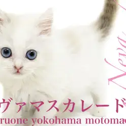 【 ネヴァマスカレード 】超希少種！美しいルックスと青い瞳で仮面舞踏会へ！