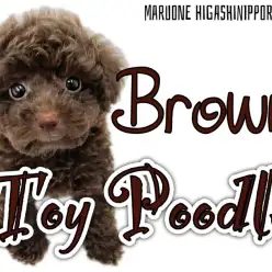 【 トイプードル 】オシャレブラウンをまとった爆毛ボーイ