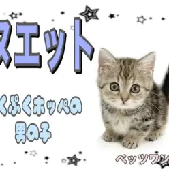 【 ミヌエット 】愛嬌たっぷり大人気短足猫種の登場！