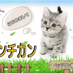 【 マンチカン 】社交性が高すぎる好奇心旺盛な短足王子！