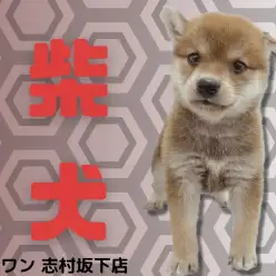 【 柴犬 】ムチコロボディに一目惚れ間違い無し！あざとさNo. 1ガール