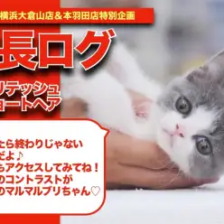 【 ブリちゃんの成長アルバム 】愛嬌バクダンのマルマルブリちゃんの成長記！