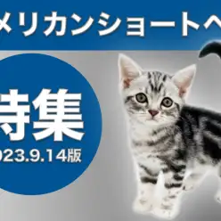 【 アメリカンショートヘア特集 】9/14現在在店中の全店舗のアメショをご紹介！