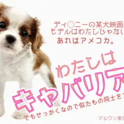 【 キャバリアキングチャールズスパニエル 】某映画のモデル犬？それ実は犬違い！？
