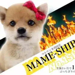 【 豆柴 】祝！生後3ヶ月経過でやっとこさ1kgを迎えた極小まめちゃん！