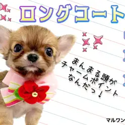 【 チワワ 】気品溢れるフォーンカラーを纏った極小チワワがやってきた！