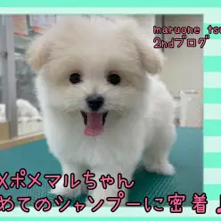 【 MIXポメマル 】初めてのシャンプーに密着！セカンドブログ！