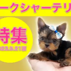 【 ヨークシャーテリア特集 】9/21現在在店中の全店舗のヨーキーをご紹介!
