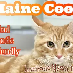 【 ホンハネにゃんライフ 】とっても優しいイケニャン！ダックスちゃんと遊んだよ！