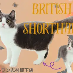 【 ブリティッシュショートヘア 】5ヶ月に成長したハチワレ幸運ガール！