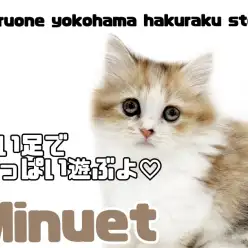 【 ミヌエット 】わずか5.5cmの短足にゃんこ！唯一無二の可愛さは必見！