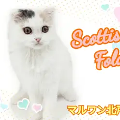 【 スコティッシュフォールド 】ふんわり優しい人気カラー！愛されにゃんこに成長中