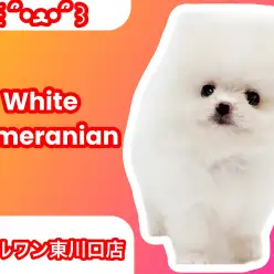 【 白ポメラニアン 】人気NO.1のホワイトカラー！生後約60日で体重は460g！