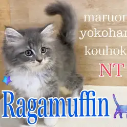 【 ラガマフィン 】人気ブルーカラーの優しい系男子