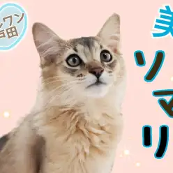 【 ソマリ 】爆音ゴロゴロがとまらない！コミュニケーション大好きにゃんこ