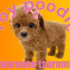 【 トイプードル 】マルワンプレミアム認定のプリンセス！！