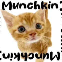 【 マンチカン 】鮮やかレッドの短足キャット！よちよち歩きが可愛すぎる！！