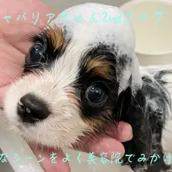 【 キャバリア 】(トライカラーのプリンス)2ndブログ、シャンプーしました!