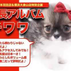 【 ロングコートチワワ 】超モコモコのドワーフ体型！チワワちゃんの成長日記