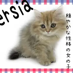 【 ペルシャ 】品の良さ優雅さをもつチンチラゴールデン！穏やかな性格の女の子！