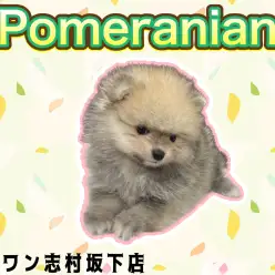 【 ポメラニアン 】元気ハツラツ！大人気の爆毛タヌキ顔ポメラニアンくん♪