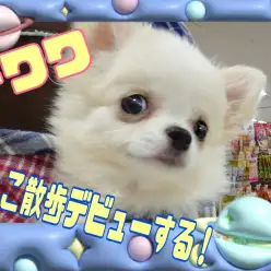 【 チワワ 】 抱っこ散歩デビューしました！