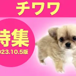 【 チワワ特集 】10/5現在在店中の全店舗の世界最小犬チワワちゃんをご紹介!