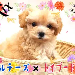 【 MIX 】Mix犬ランキング堂々の1位!美少女まるぷーがやってきた!