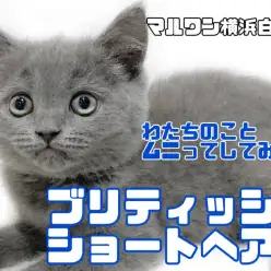 【 ブリティッシュショートヘア 】甘えん坊猫好き必見！触り心地抜群まん丸にゃんこ
